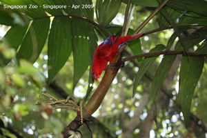 20090423 Singapore Zoo  52 of 97 